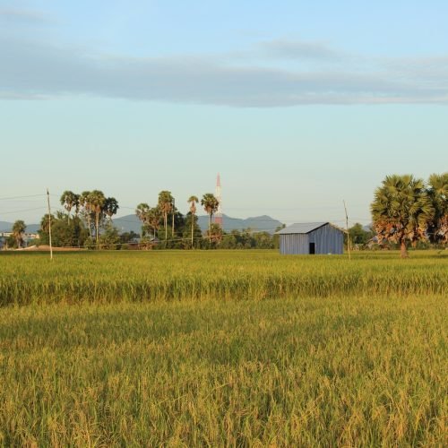 cambodian rice field in summer