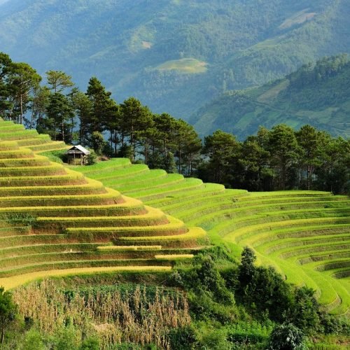 vietnam rice fields